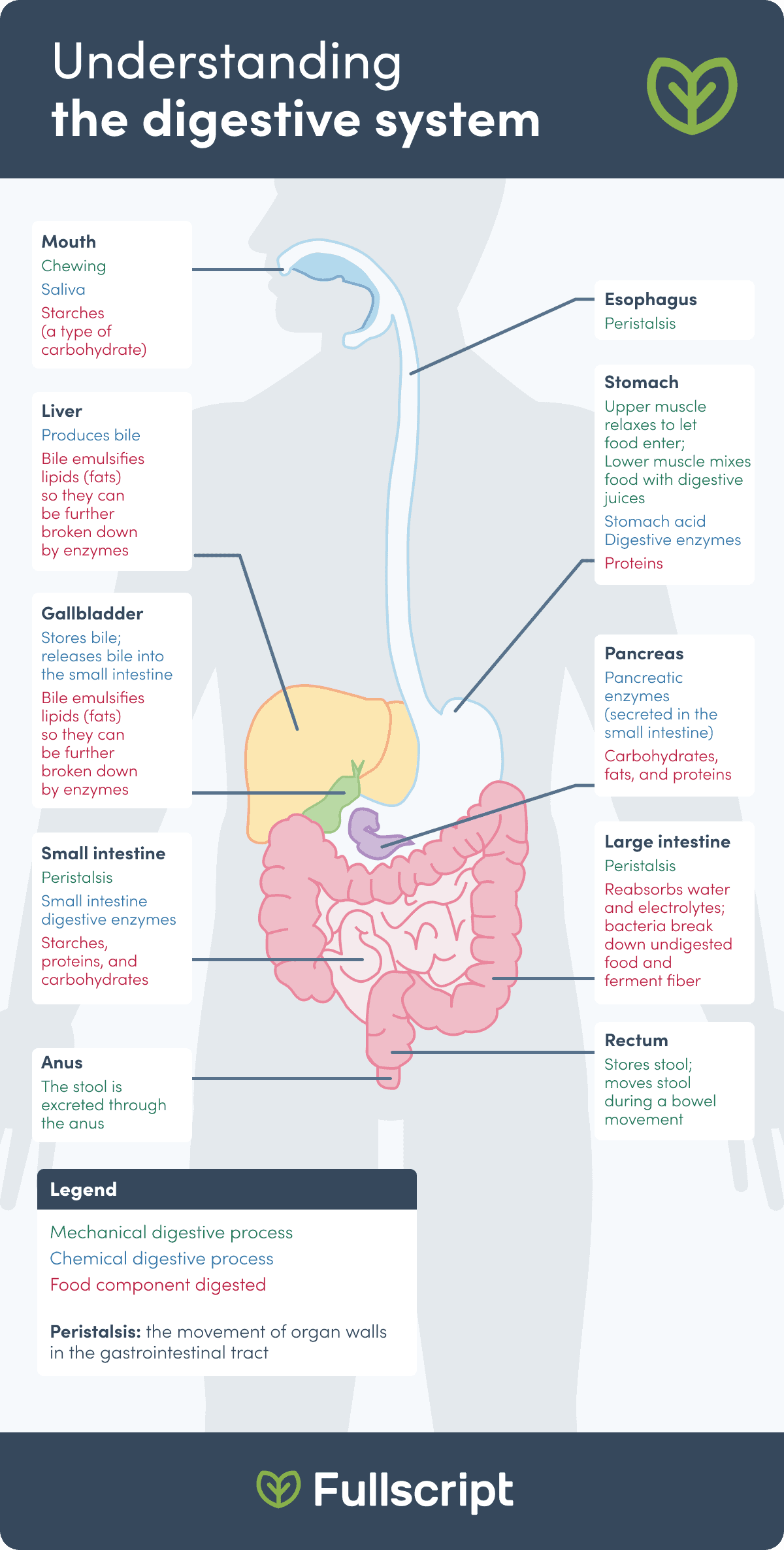 digestive health digestive system diagram