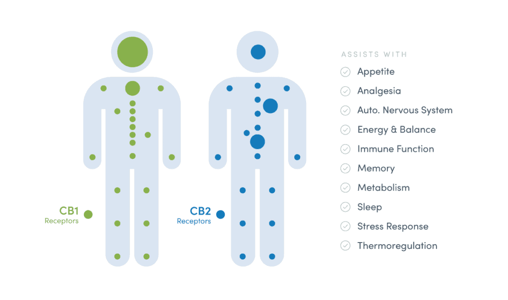 Infographic of CBD and CB2 receptors throughout the body