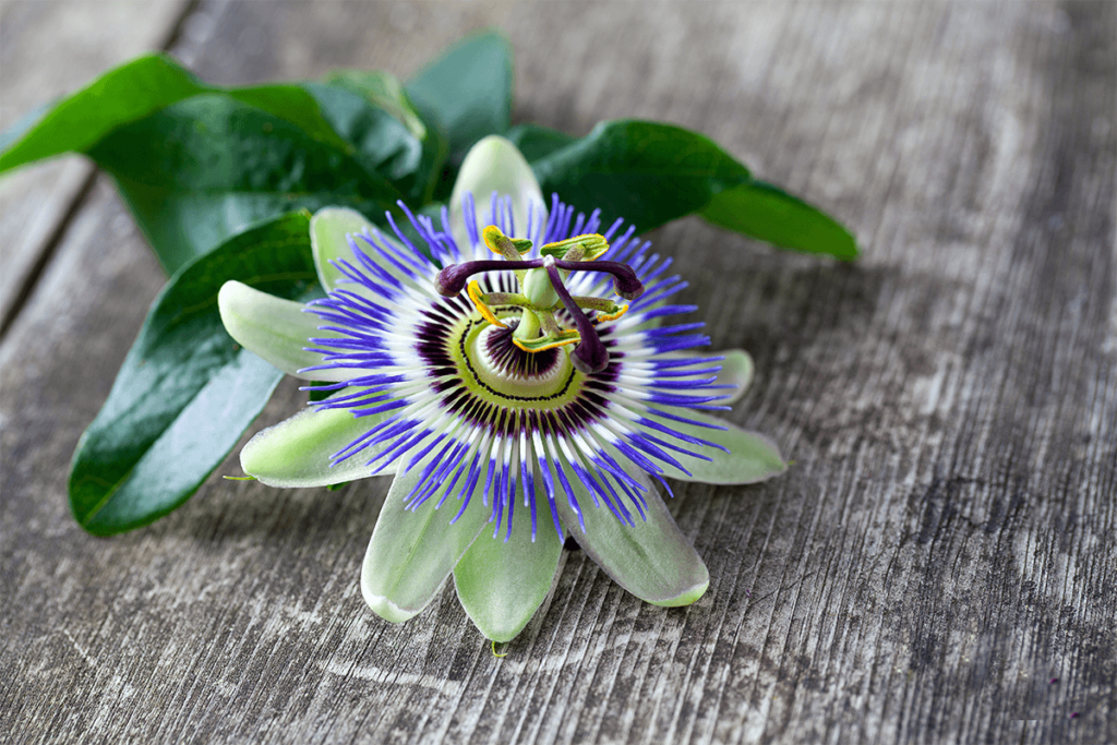 passion flower