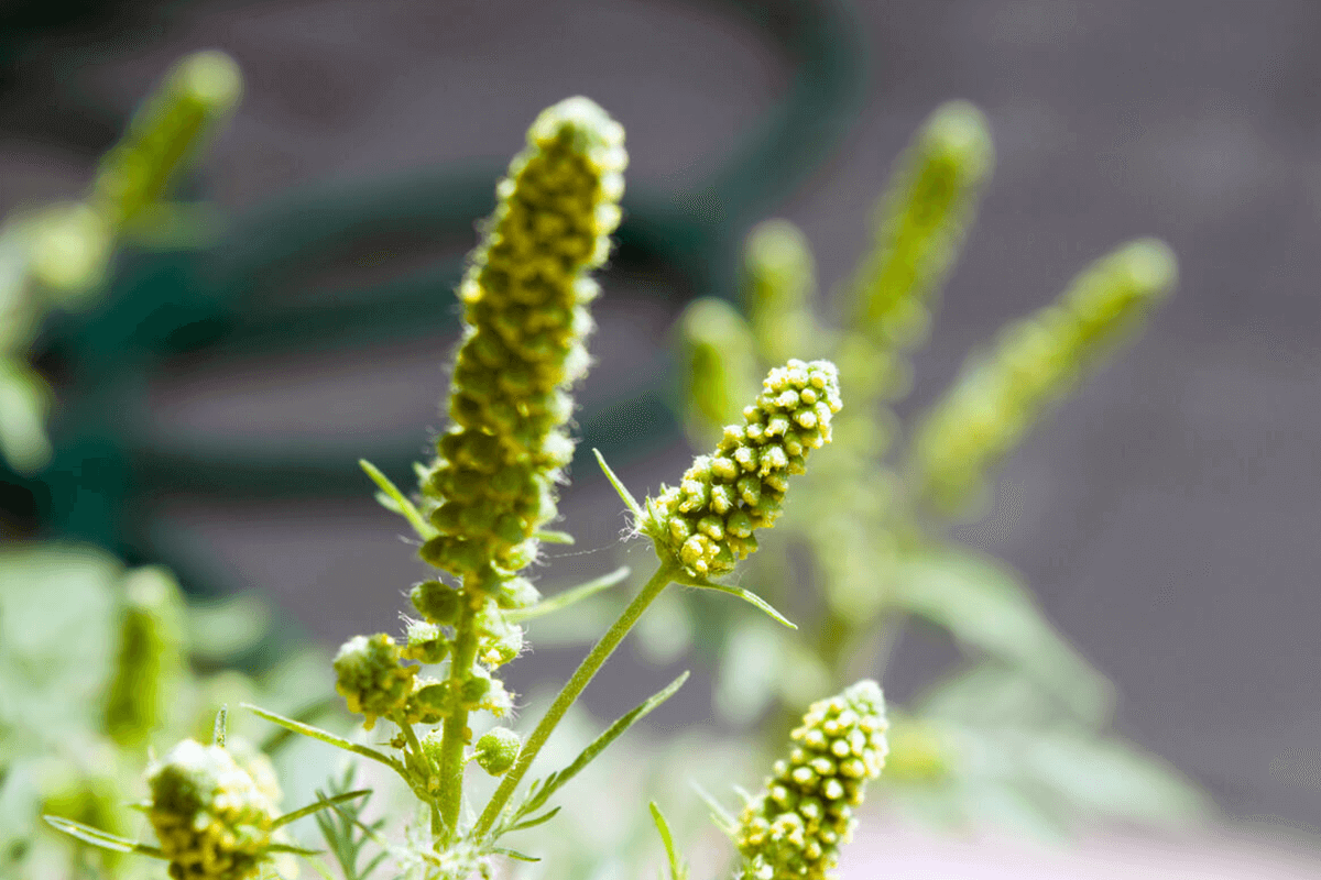 Ragweed plant